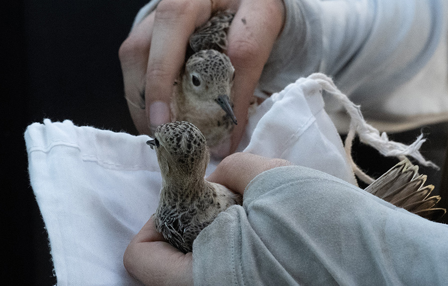 two small birds held in human hands