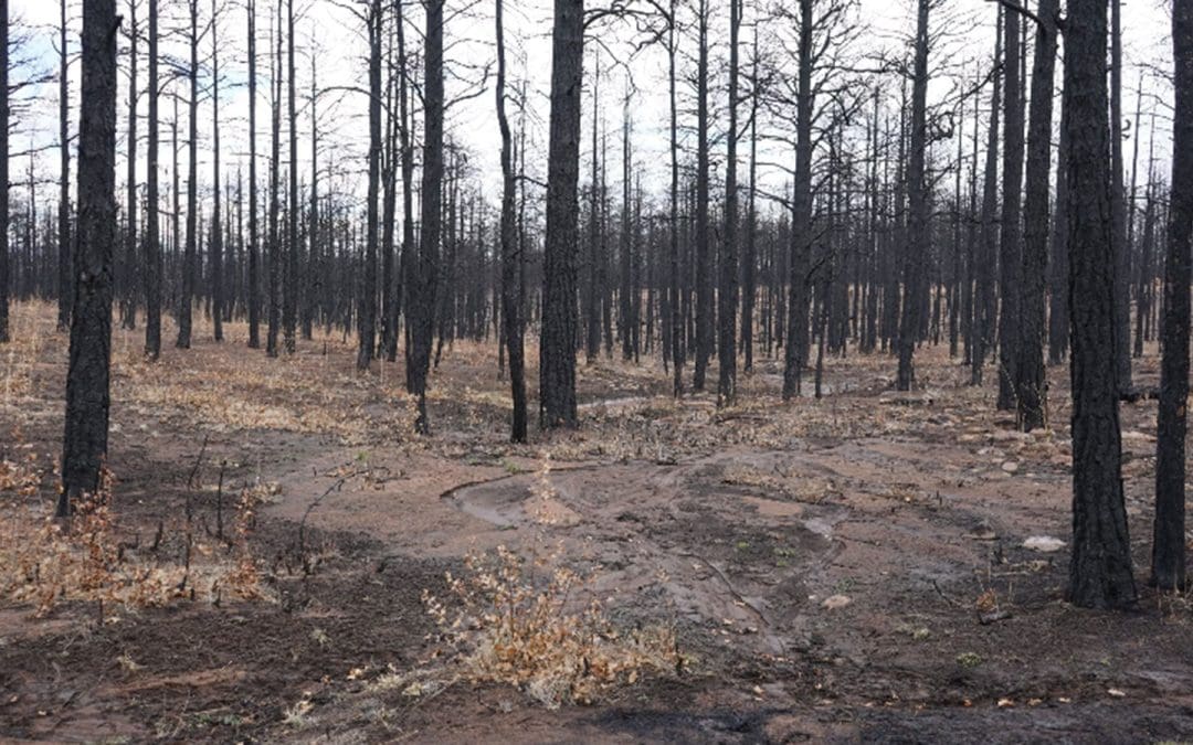 Kaitlin Bryson Selected for 2026 Cohort for Monument Lab Re:Generation!